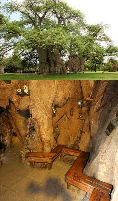 baobab.jpg