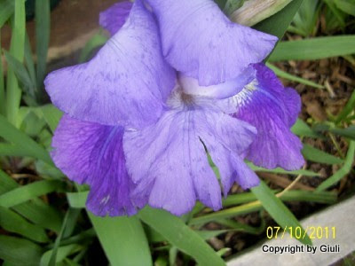 barbado+violeta.jpg