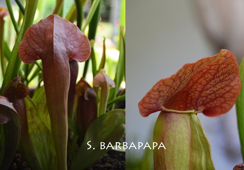 bardapapa.jpg