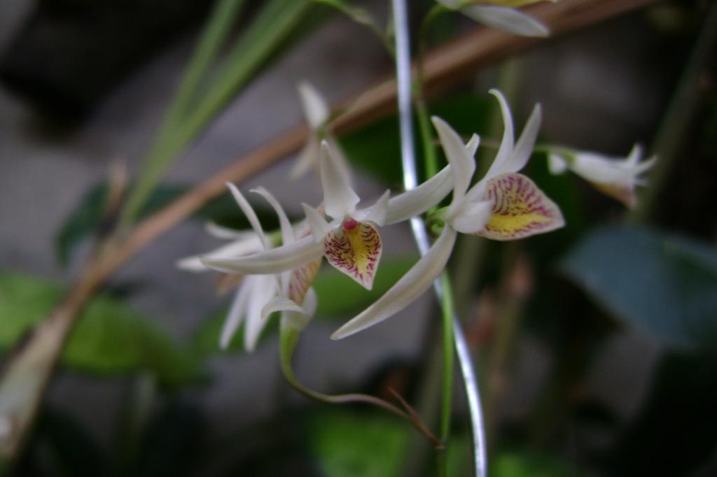 Barkeriaobovata8_zpsf5c1519c.jpg