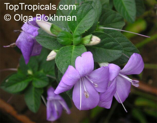 Barleria_obtusa049OlgaB.jpg