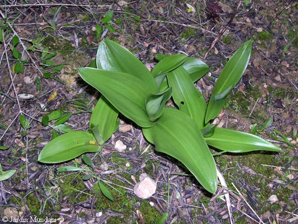 barlia-sonfullana.jpg