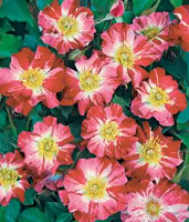 barni4.jpg