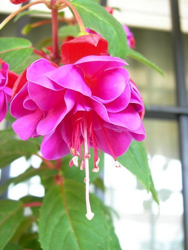 Baron%20Ketler%20flor.jpg