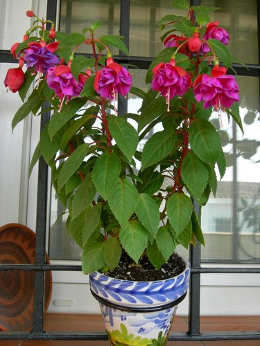 Baron%20Ketler%20planta.jpg