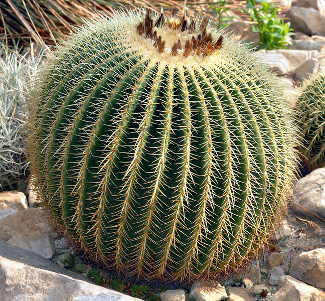 barrel_cactus.jpg