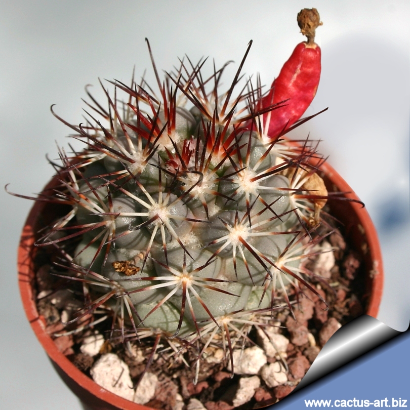 Bartschella_schumannii_fruit_810.jpg