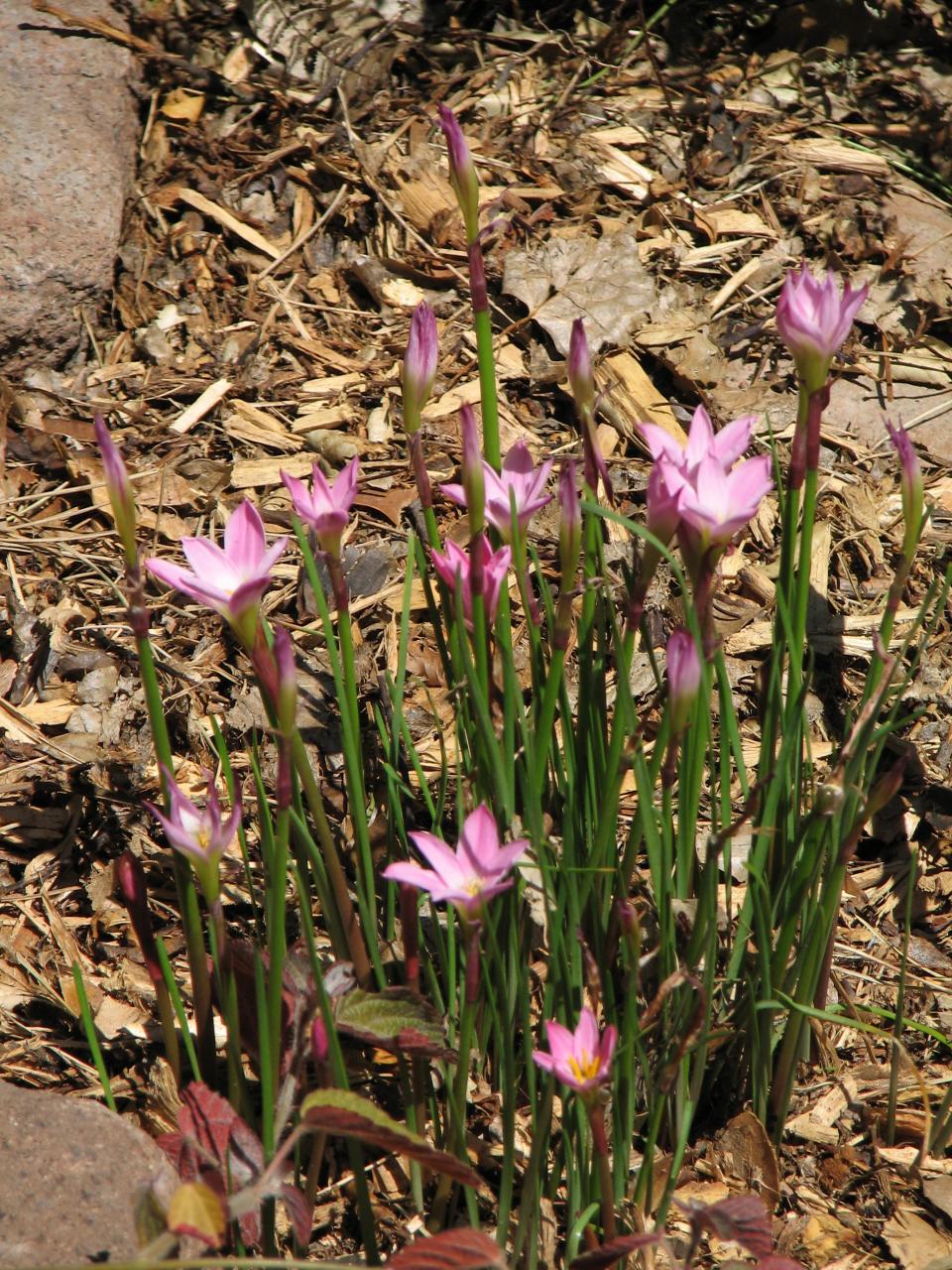 base---Zephyranthes_fosteri_NN2.jpg
