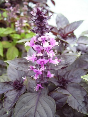 basil_purple_pp.jpg