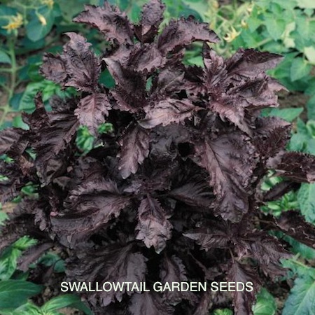 basil_purple_ruffles_3.jpg