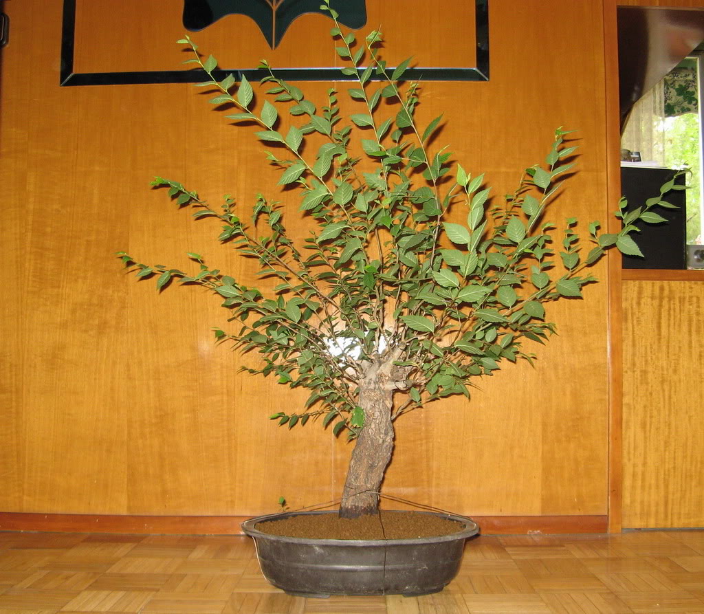 basu4.jpg