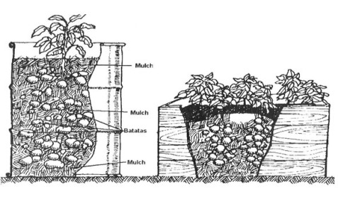 batatas-15-cm.jpg