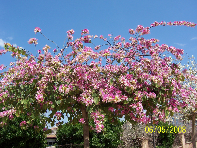 BAUHINIA%20PURPURA.jpg