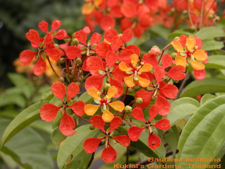 Bauhinia_kockiana_pic2.jpg