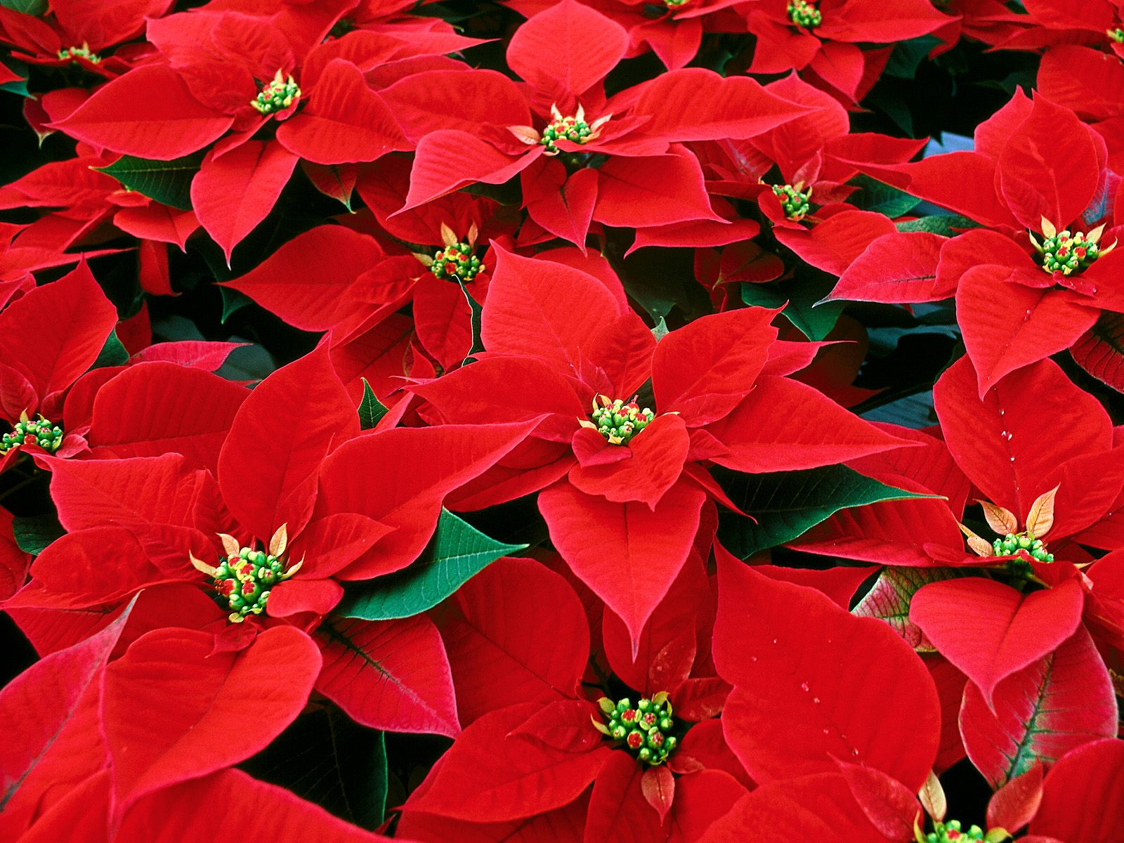 Bautiful_Red_Poinsettia_flower_christmas.jpg