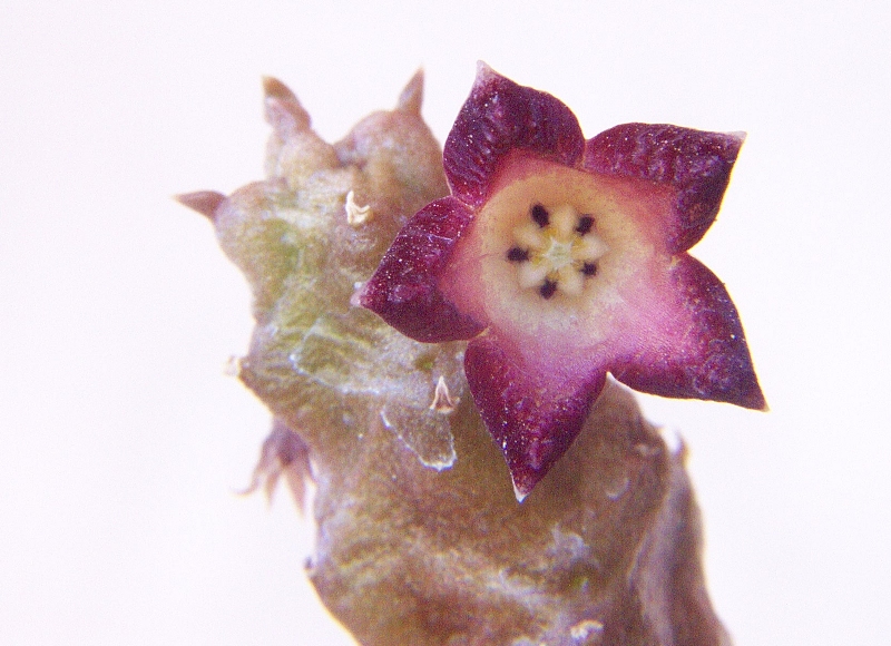Baynesia%20lophophora02.jpg