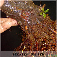 bbe26764808ee61fb31eb12906cc88beo.jpg