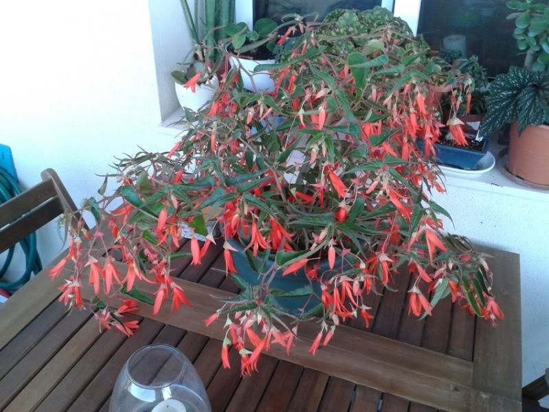 bboliviensis21062012_1.jpg