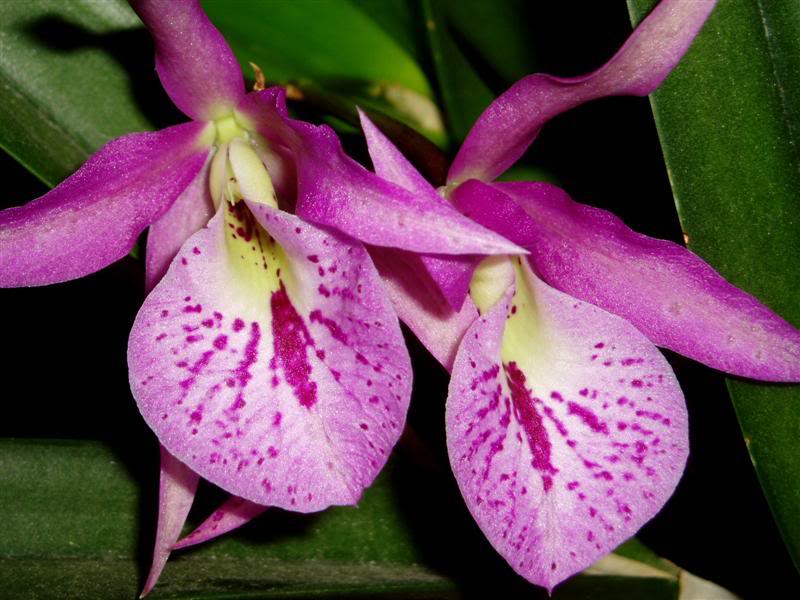 Bc.Maikai21Medium.jpg