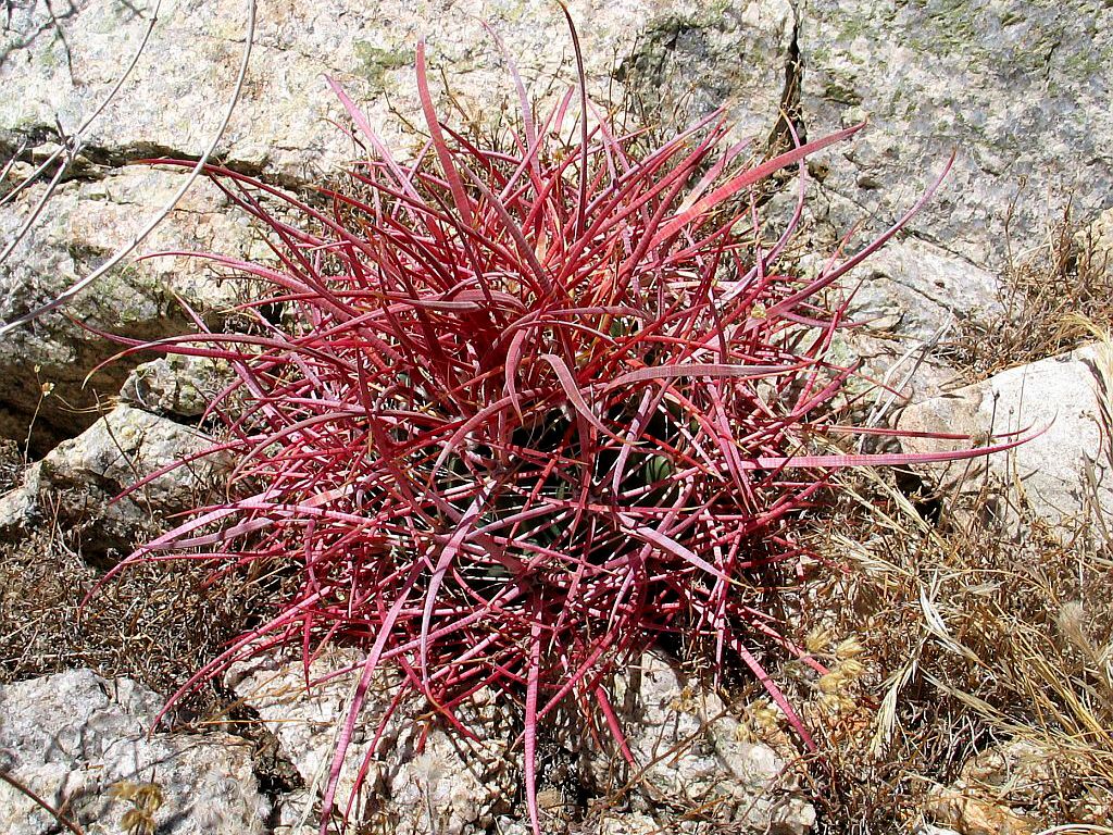 BC243_Ferocactus_acanthodes_big.jpg