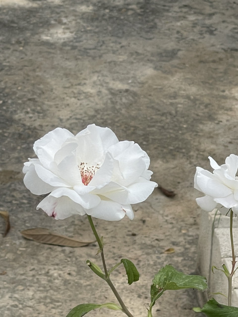 BC76-E07-F-C8-EF-47-C3-86-EC-9236-F046-EA04.jpg