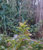 bcf286148961744.jpg