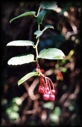 bcora01.jpg