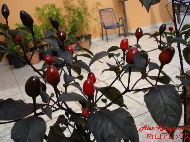 bcuban%20%5B640x480%5D.JPG