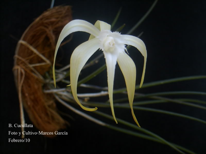 Bcucullata.jpg