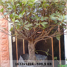 bd33506be13e288ec337fb01e197ab33o.jpg