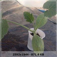 bddf7e1d7de2677f104394aff889656ao.jpg