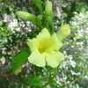 be5f52_tn.jpg