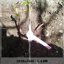 be6b19b17de9b068017488cb97ca7cffo.jpg