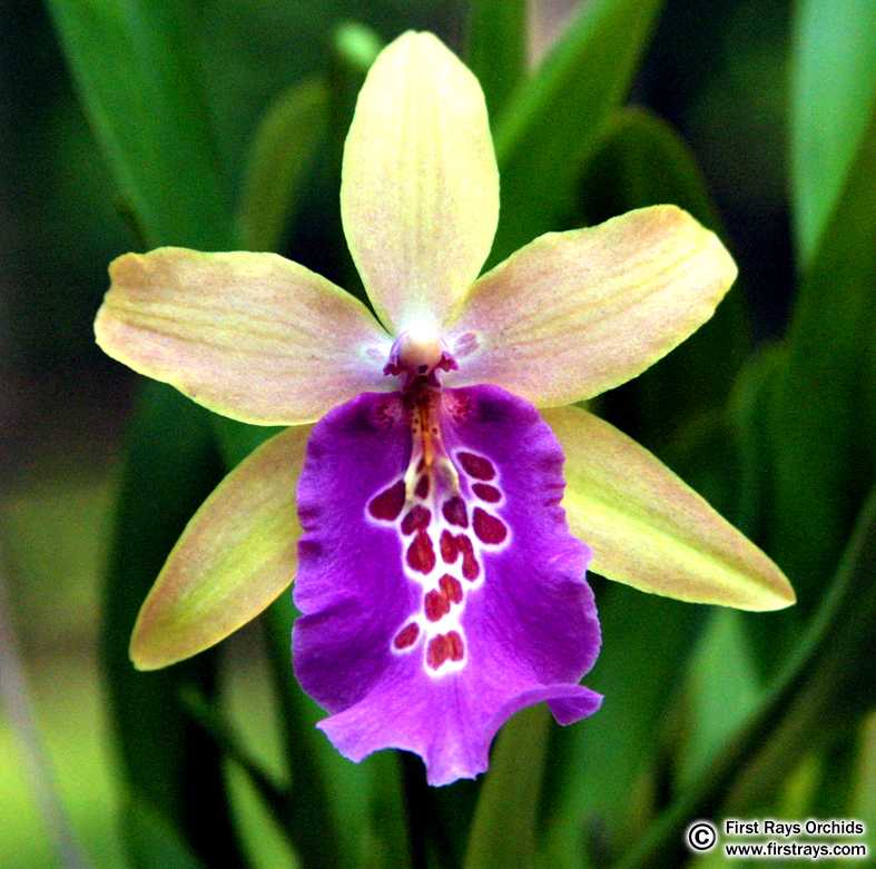 Beallara%20Tahoma%20Glacier%20x%20Milt%20William%20Kirch.jpg