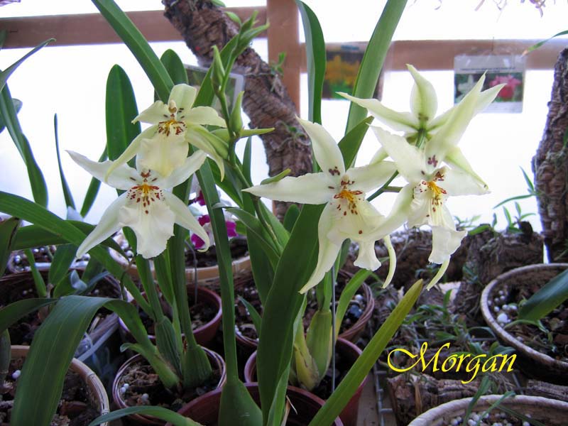 Beallara%20tropical%20splendor%20_Golden%20Gate_%20101.jpg