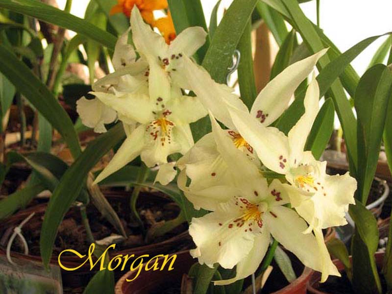Beallara%20tropical%20splendor%20_Golden%20Gate_%20104.jpg