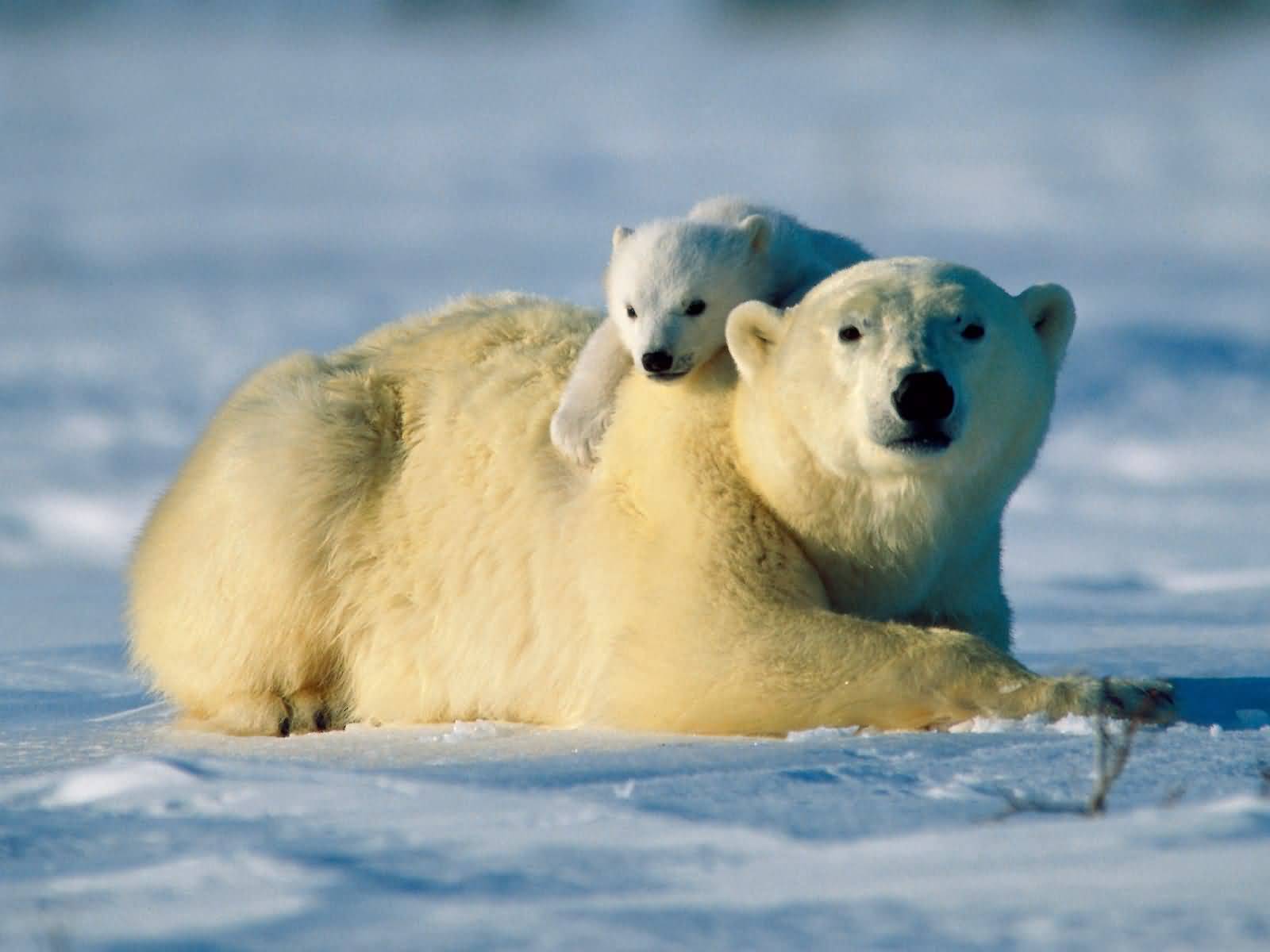 Bear_Hug-1600x1200.jpg