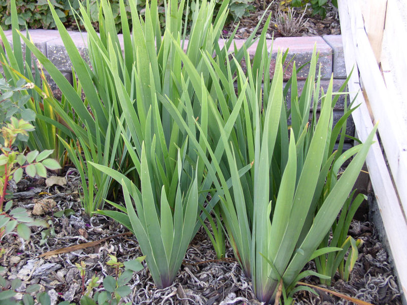 bearded-iris.jpg