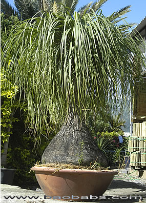 Beaucarnea%20recurvata%20PL01.jpg