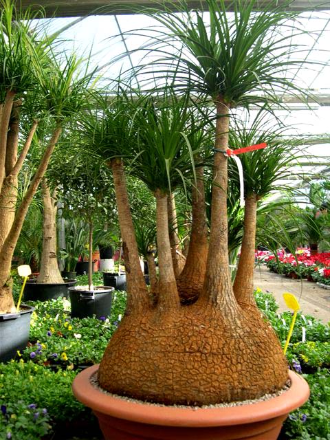 beaucarnea1.jpg