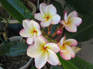 Beautiful_Blooms_of_Plumeria_Vera_Cruz_Rose_2.jpg