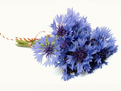 beautiful_flowers_5-17-500x375.jpg