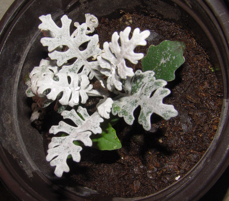 bebe-cineraria.jpg