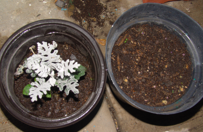 bebe-cineraria-y-maceta-con-semillas-de-flor-de-belen-blanca.jpg