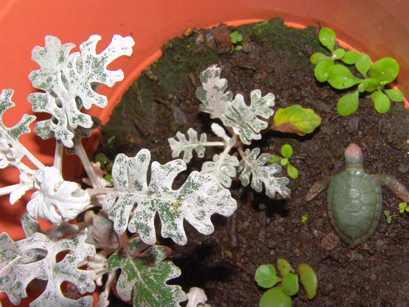 bebe-cineraria2.jpg