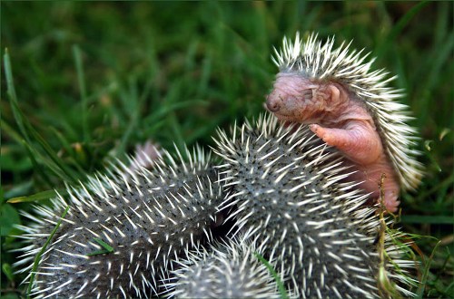 bebe-puercoespin.jpg