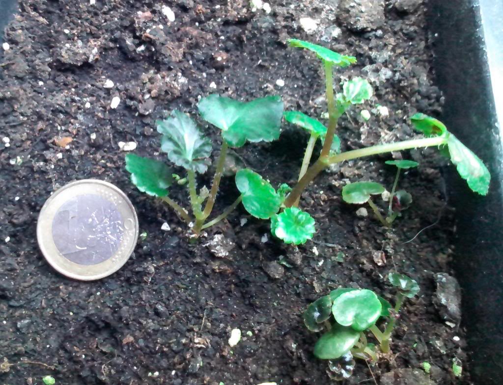 bebesbegonia19012013_4_zps8c9cc029.jpg