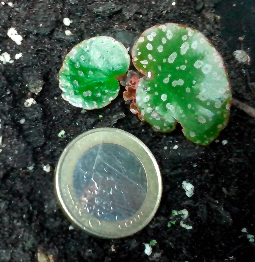 bebesbegonia19012013_5_zpsee125b55.jpg