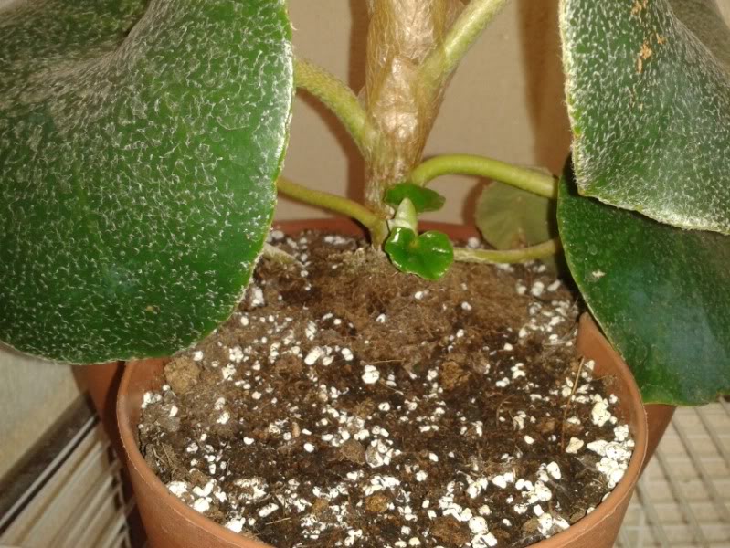 bebevenosa21062012.jpg
