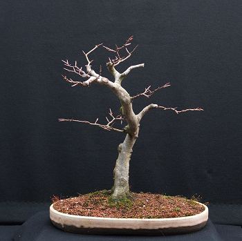 beech%201204.jpg